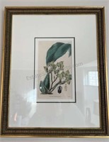 Botanical Print by S. Curtis