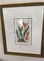 Botanical Print by S. Curtis