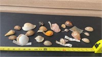 Sea Shells from around the World