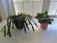 African Violet & Christmas Cactus