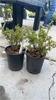 2 Lots of 1 ea 1 Gal Mandarin Potentilla