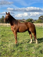 (VIC) MONNIE - ANDALUSIAN X TB MARE