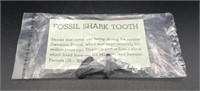 Fossil Shark Teeth (x2)