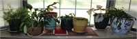 8 Variety Potted Plants