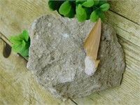 SHARK TOOTH IN MATRIX ROCK STONE LAPIDARY SPECIMEN