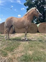 16yro Halflinger Mare