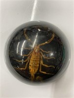 Scorpion paper weight with chip