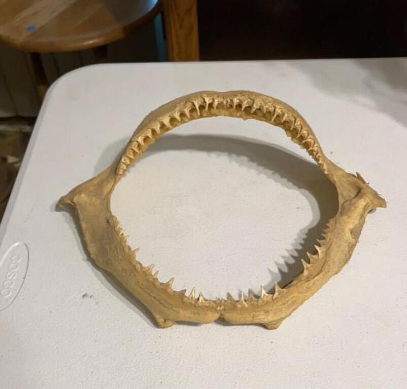 14" wide shark teeth mouth