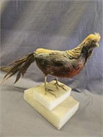TAXIDERMIED GOLDEN PHEASANT THIS ONES TAIL IS