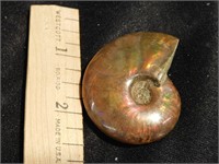 Ammonite Fossil - Fabulous fire both sides -