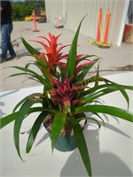 Tricolor Bromeliads