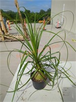 Small Ponytail Palm