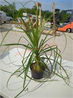 Small Ponytail Palm