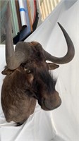 Black Wildebeest Africa taxidermy mount
