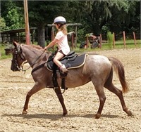 Sally  11yr old Grade Red Roan Quarter Horse Mare