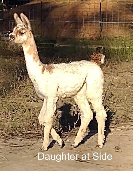 Oktoberfest Online Llama Auction