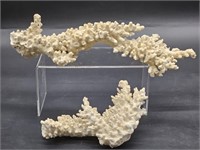 (2) Pieces of White Coral