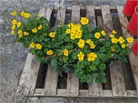 7 Trollius Dwarf Globeflower