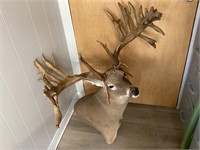 WHITETAIL DEER MOUNT - REPLICA