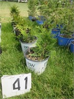 Green Giant Arborvitae