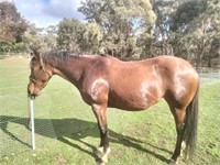 (VIC) LOTTIE - THOROUGHBRED MARE