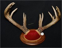 Mega Buck Rack