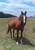 (VIC): AMY (FLAMIN AMY (NZ) 2009) - TB Mare