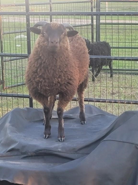 June Online Animal & Supply Auction