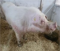 Boar-Meishan x Yorkshire-2 years, proven