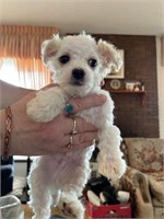 Male-Maltese Puppy-9.5 weeks old