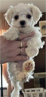 Male#2-Maltese Puppy-9.5 weeks old