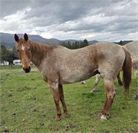 FG is a 20 year old, strawberry roan “real-deal”I