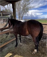Missy is a 4 year old, bay thoroughbred filly.