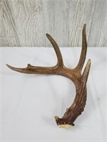 Lone Buck Antler Deer Horn