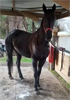 (VIC) ACCOUNT CLOSED - STANDARDBRED MARE