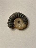 Antique Ammonite Fossil - Lot #2