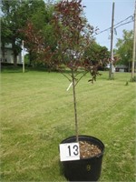 Royal Raindrop Flowering Crabapple Tree