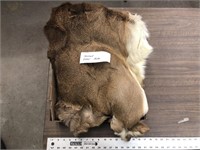 TANNED DEER HIDE