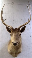 Fallow Deer Taxidermy Shoulder Mount - Exotic