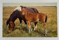 Vintage RPPC Postcard Lastichrome Mare & Colt!