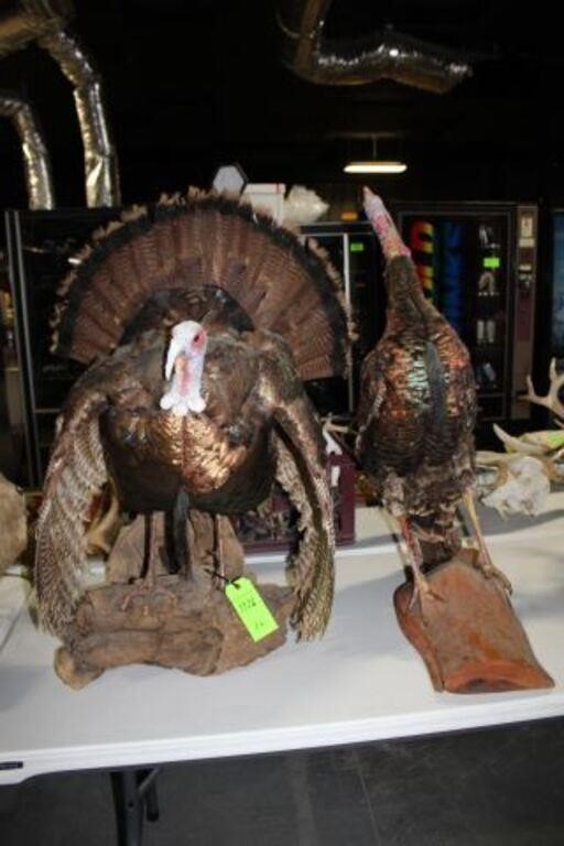 Two Turkey Mounts, Some Damage