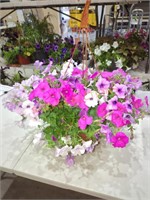 Large Petunia Hanging Basket