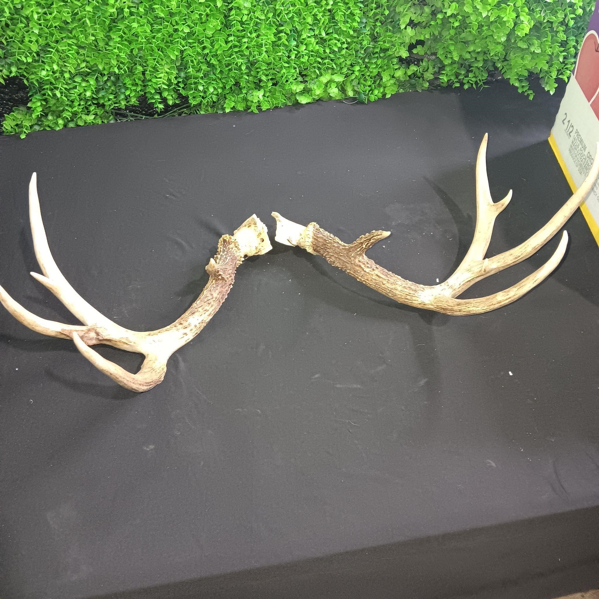 Deer Antler Size 24 x 11