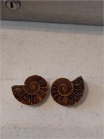 Pr. Ammonite Fossil Pcs.