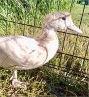 2 Unsexed-Muscovy Ducklings-Silver & Lilac Genetic