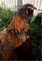 Rooster-Hedemora x Ameracauna- 2024 hatch