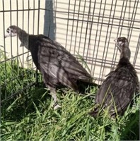 2 Unsexed-Turkey Poults- Well started