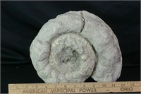 Very Large Ammonite Fossil from Texas,  8lbs 4oz
