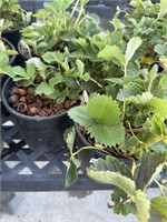 4 Lots of 1 ea 1 Gal Strawberry Quinault