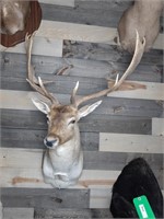Mounted Fallow Deer Buck